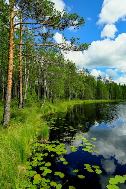 Beautiful landscape from Karelia with trees and water lilies Sunny cloudy day