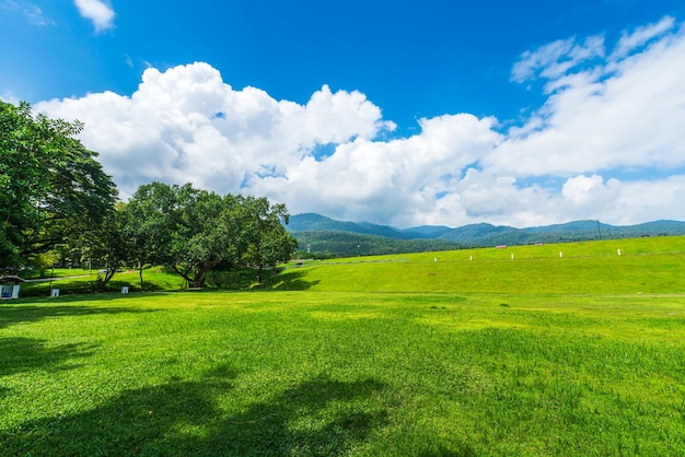 Beautiful landscape green grass with in nature forest Mountain views spring with air atmosphere bright blue sky background abstract clear background texture with white clouds