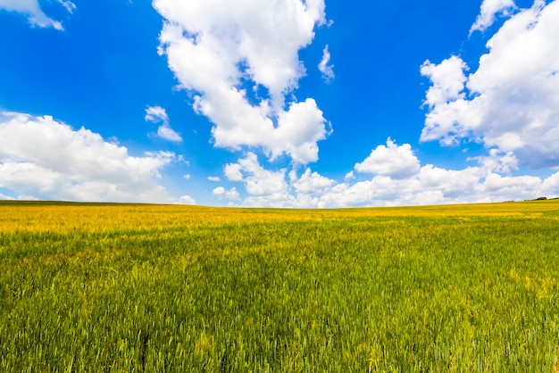 Beautiful landscape of green organic young cornfield