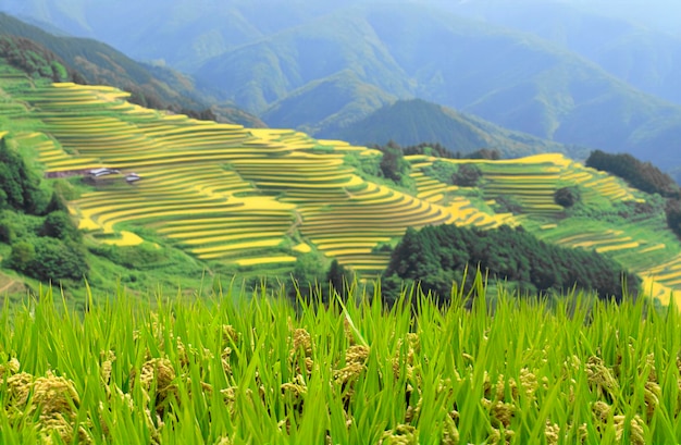 Beautiful landscape green rice fields near harvest on terraced mountains