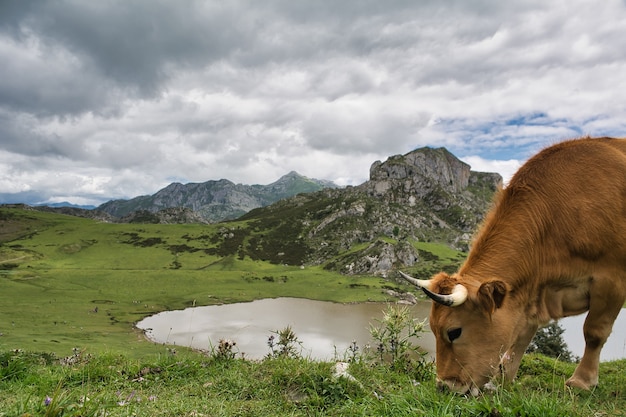 beautiful landscape of the lakes of covadonga in asturias in spain enol lake ercina lake