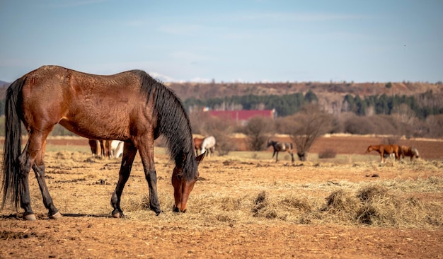 Beautiful landscape lonely brown horse grazing in the hay field