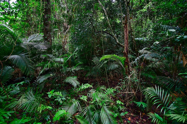 Beautiful landscape nature of tropical rain-forest in Thailand.