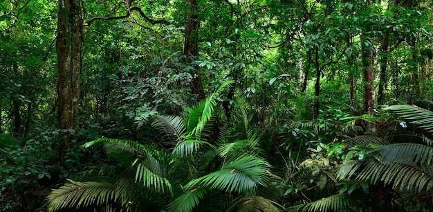 Beautiful landscape nature of tropical rainforest in Thailand