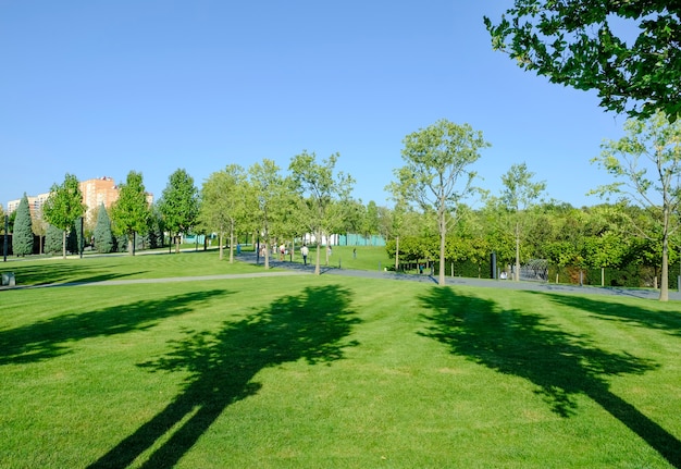 A beautiful landscape of the park and a recreation area in the city, a green field and a tree, beautiful shadows from trees..