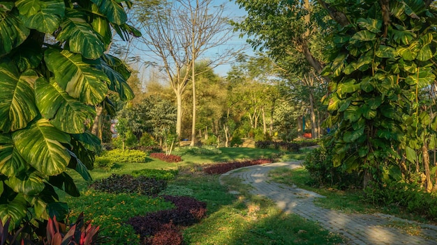 Beautiful landscape in park with tree and green grass field at morning