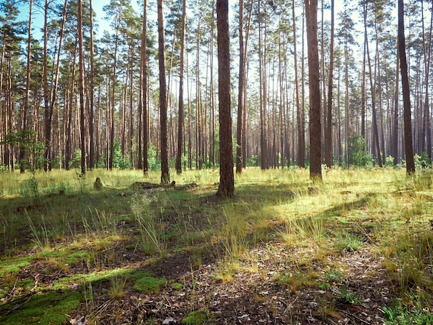 Beautiful landscape of pine forest in summer day.