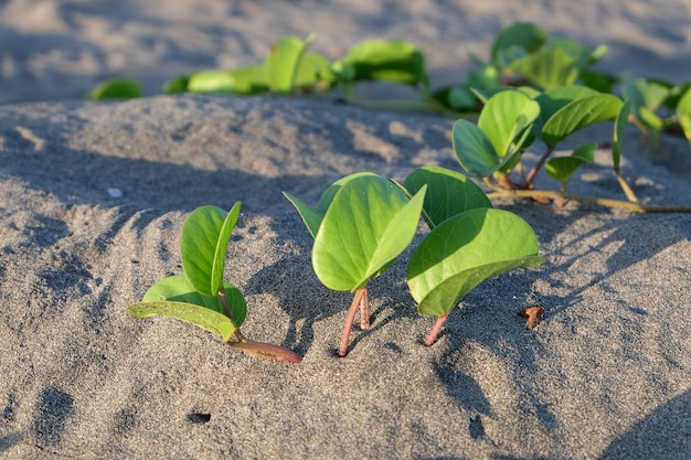 beautiful landscape sand dunes with small bushes against the backdrop of the bay