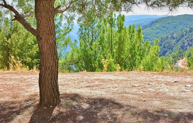 Beautiful landscape and scenic view of trees in a park field or mountain in countryside Empty remote and secluded natural environment with plants greenery and vegetation in nature during summer