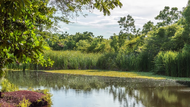 Beautiful landscape shot of water and green plants in a wetland on a sunny day