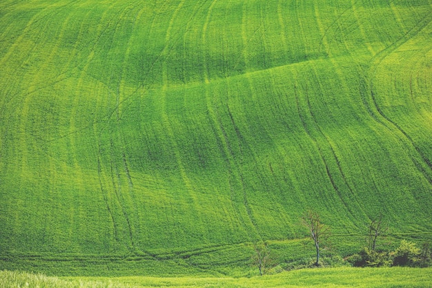 Beautiful landscape spring nature Grass texture Nature landscape View from above of sunny fields on rolling hills in Tuscany Italy