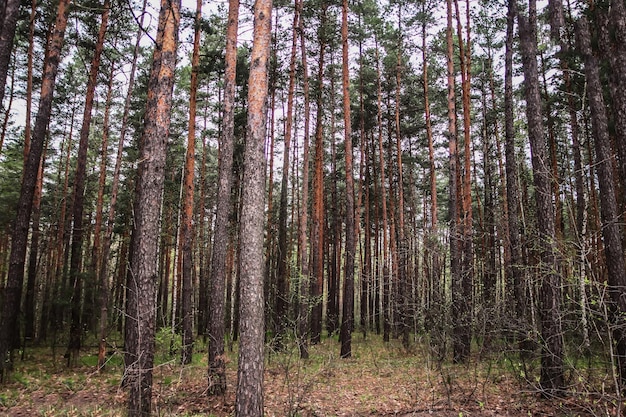 Beautiful landscape summer pine forest Coniferous forest as a background