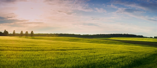 Beautiful landscape at sunset at field of spikelets in windy weather There are trees on the horizon