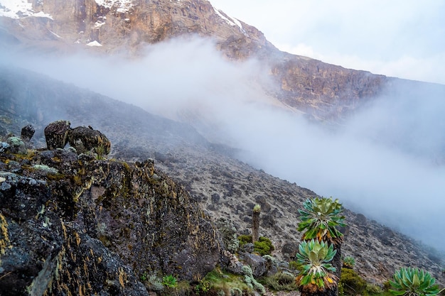 Beautiful landscape of Tanzania and Kenya from Kilimanjaro mountain. Rocks, bushes and empty volcanic terrain around the Kilimanjaro volcano.