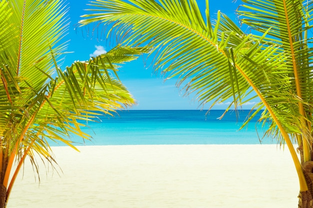 Beautiful landscape of tropical beach Coconut palm trees sea sailboat and white sand