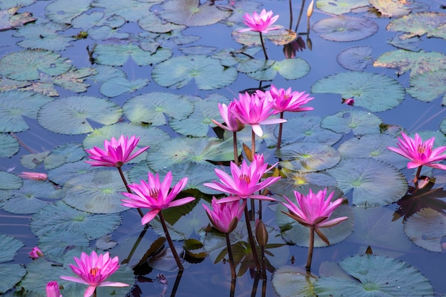 Beautiful Landscape view of blooming red pink lilies or lotus Flowers in the pond water