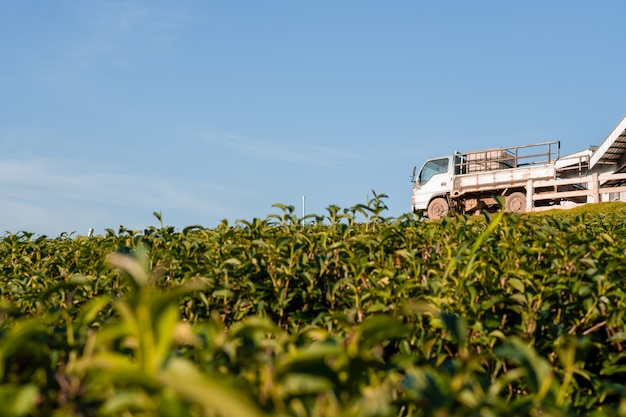 Beautiful landscape view of large tea farm on the hill with warehouse and truck 