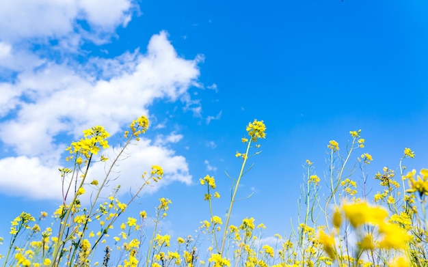 beautiful landscape view of mustard farmland during spring season at Kathmandu Nepal