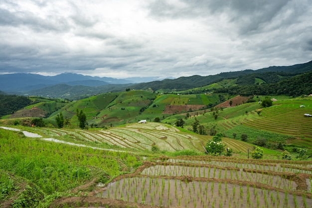 Beautiful landscape view of rice terraces, rural house and mountain.