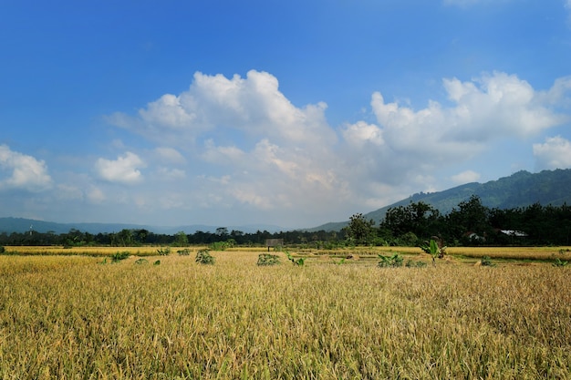 Beautiful landscape view of rice terraces