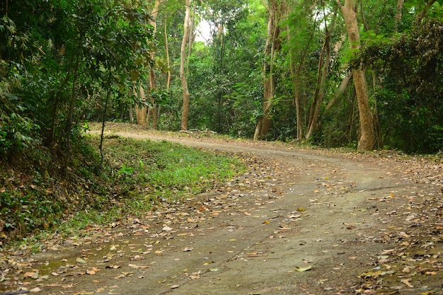 Beautiful of  Landscape of The Way with Tree