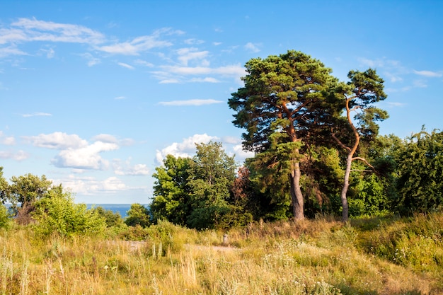 Beautiful landscape with big pines