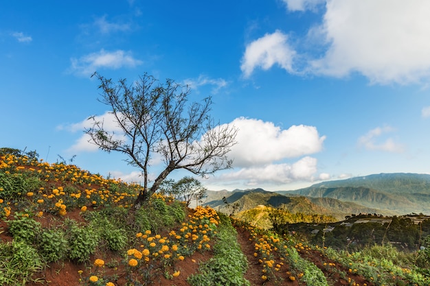 Beautiful landscape with flowers field in Thailand,Farmland and blue sky background