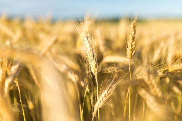 Beautiful landscape with golden grains