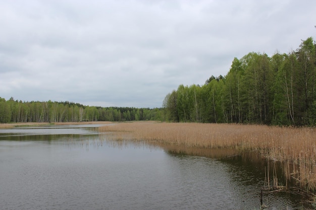 Beautiful landscape with picturesque lake in the forest