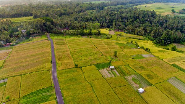 Beautiful landscape with rice fields