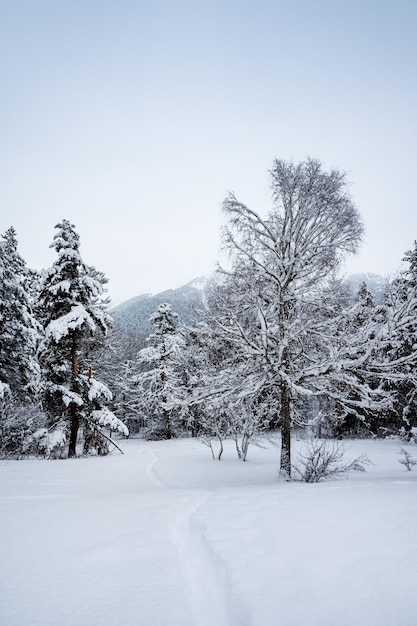 Beautiful landscape with a snowcovered path in Arkhyz with mountains snow and forest on a cloudy winter day Caucasus Mountains Russia