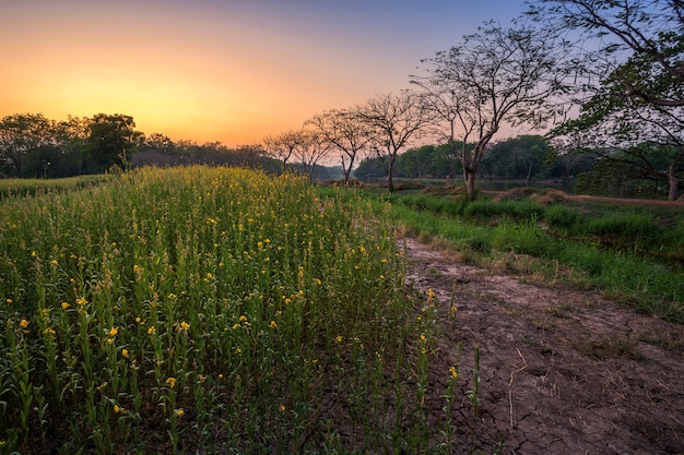 Beautiful landscape yellow Sunhemp flowers field with sunset background in Phitsanulok, Th