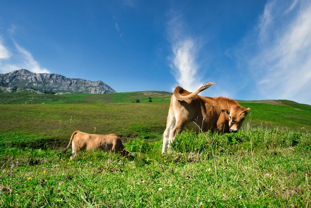 beautiful landscapes in the pasiegos valleys cantabria