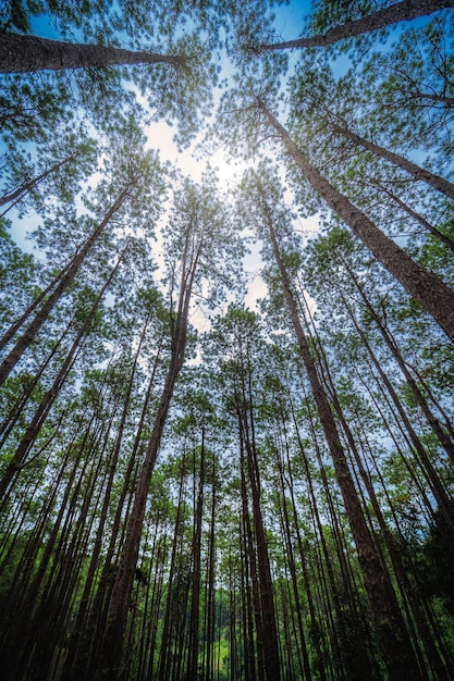 Beautiful larch forest summer with different trees,pine forest green on the mountain on nature trail with blue sky with white cloud.