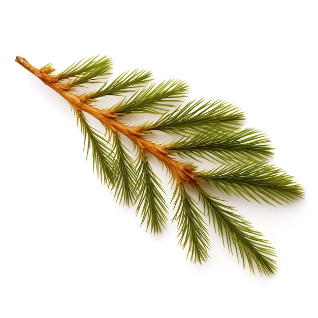 Photo beautiful larch leaf isolated on white background