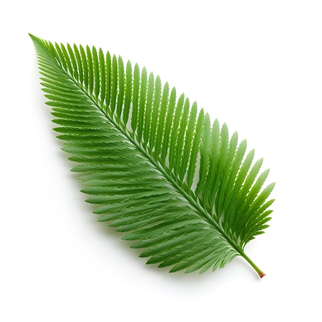 Beautiful Larch Leaf isolated on white background