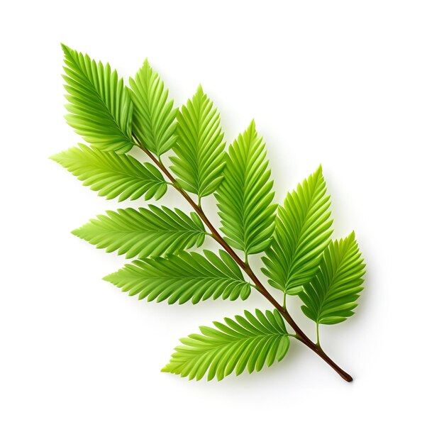 Beautiful Larch Leaf isolated on white background