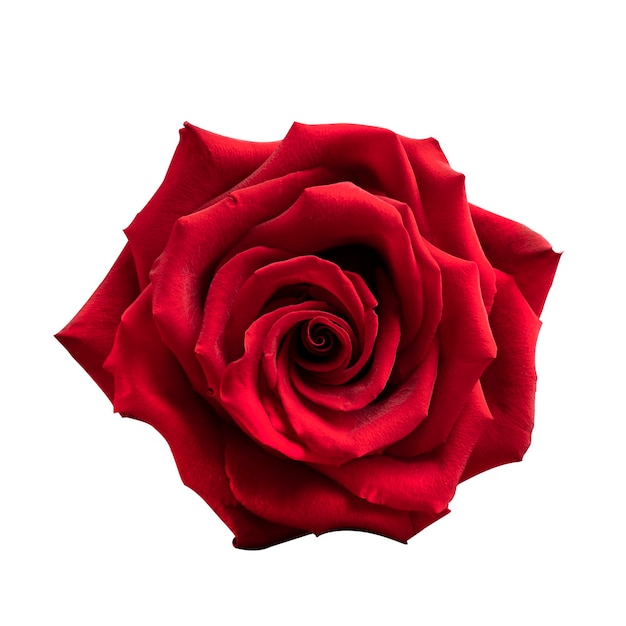 Beautiful large bud of red burgundy rose isolate on a white background front view