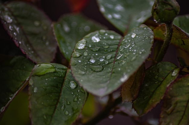 Beautiful large drop morning dew in nature selective focus Drops of clean transparent water on leaves background