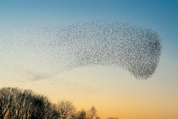 Photo beautiful large flock of starling birds fly in the netherlands. starling murmurations.