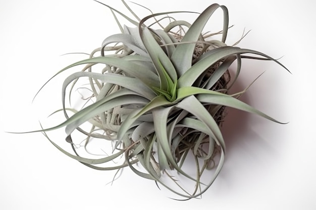 Photo beautiful large grey green air plant tillandsia isolated design element digital styling prop