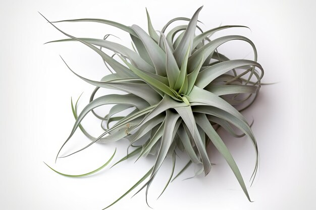 beautiful large grey green air plant Tillandsia isolated design element digital styling prop