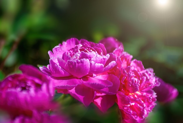 Beautiful large peony flowers in the garden closeup macro with soft focus and beautiful bokeh