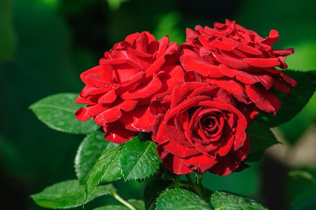 Beautiful large red rose with droplets on the petals after rain