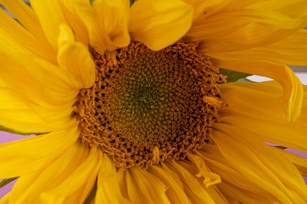 Beautiful large, yellow sunflower flower