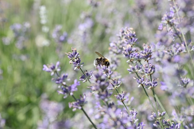 Beautiful lavender blossom in fields and bee on flower lavender flowers bloom with pollen and