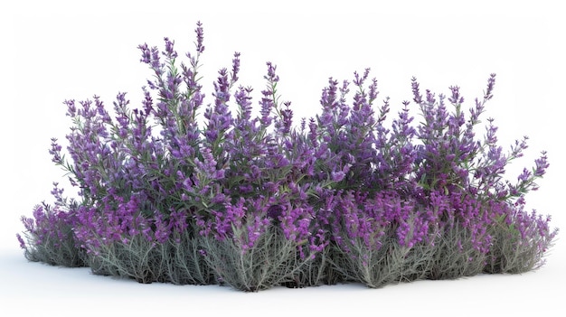 Beautiful lavender bush isolated on white background generative ai