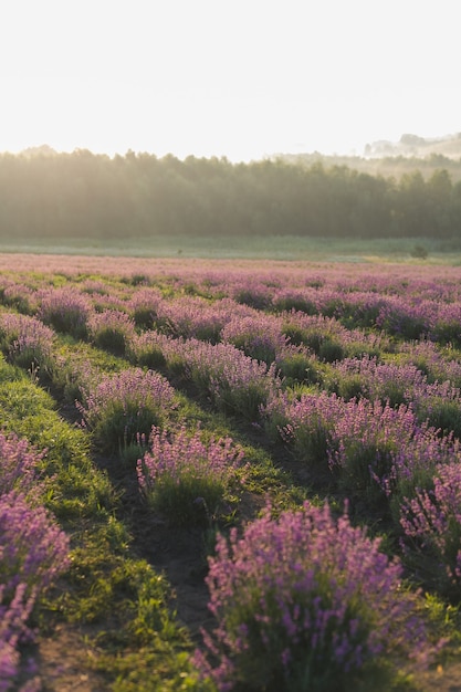 Beautiful lavender field