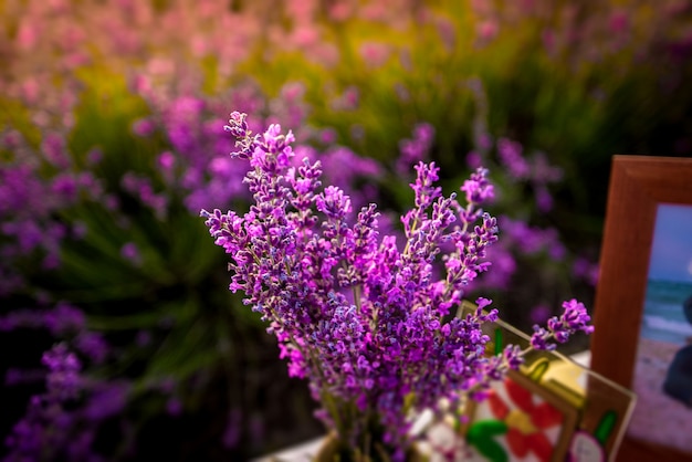 Beautiful lavender flowers close up on a field during sunset. Nature