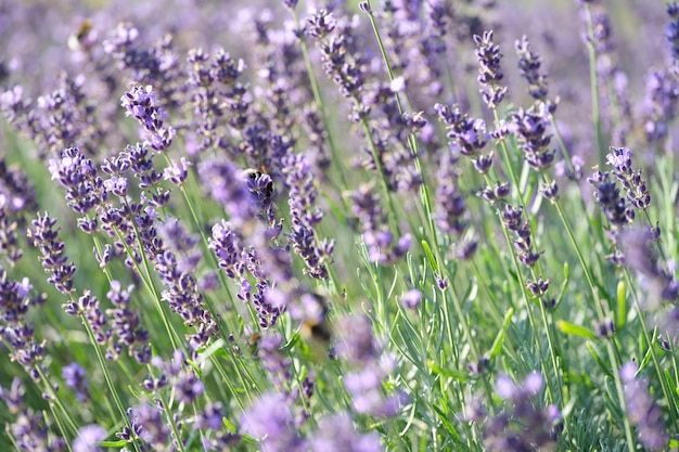 Beautiful lavender flowers in field closeup lavender fields and summer bloom